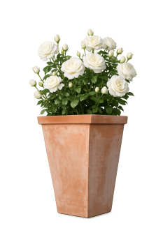 Preview: Schmaler, hoher Terracottakasten aus Impruneta – handgefertigt und frostsicher für Rosen